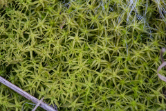 Tortella squarrosa