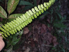 Asplenium normale