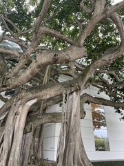 Ficus benghalensis