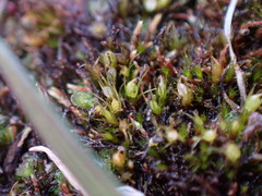 Pleuridium acuminatum