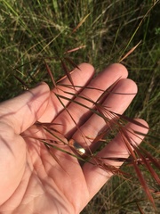 Monocymbium ceresiiforme