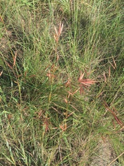 Monocymbium ceresiiforme