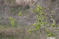 Ulmus minor