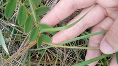 Tephrosia florida