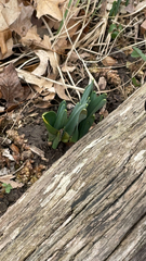 Hyacinthus orientalis