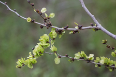 Ulmus minor