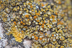 Variospora flavescens