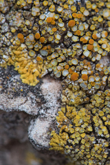Variospora flavescens