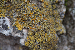 Variospora flavescens