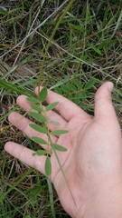 Tephrosia florida