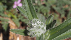 Cryptantha barbigera barbigera