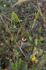 Rostraria cristata