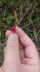 Tephrosia florida