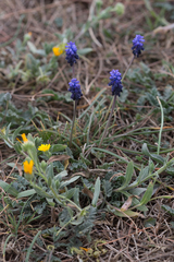Muscari neglectum