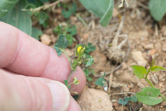 Medicago orbicularis