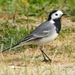 White Wagtail - Photo (c) Luís Lourenço, some rights reserved (CC BY-ND), uploaded by Luís Lourenço