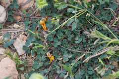 Medicago orbicularis