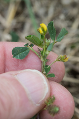 Medicago polymorpha