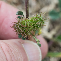 Medicago polymorpha