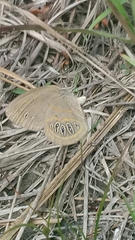 Neonympha areolatus