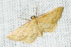 Idaea fractilineata