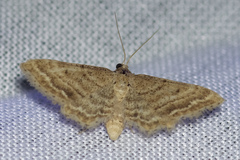 Idaea fractilineata