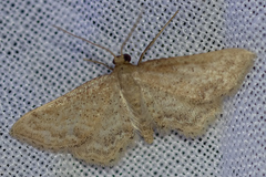 Idaea fractilineata