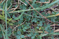 Medicago polymorpha