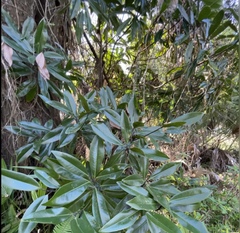 Image of Magnolia virginiana