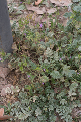 Erodium moschatum