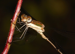 Lestes virgatus