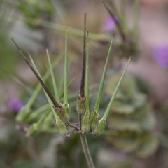 Erodium moschatum