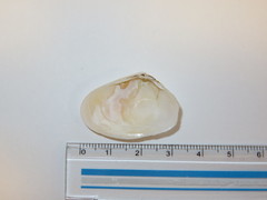 Latona cuneata
