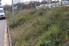 Sonchus tenerrimus