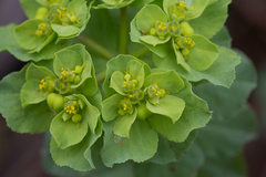 Euphorbia helioscopia