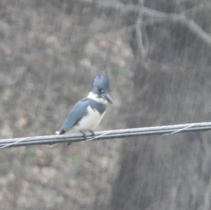 Belted Kingfisher photographed in West Virginia