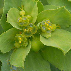Euphorbia helioscopia