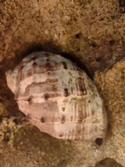 Image of Plicopurpura patula