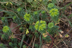 Euphorbia helioscopia