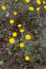 Sonchus tenerrimus