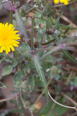 Sonchus tenerrimus