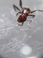 Pheidole sharpi