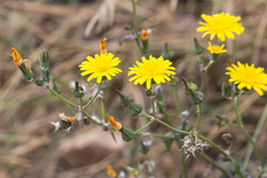 Sonchus tenerrimus