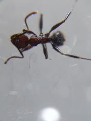 Pheidole sharpi