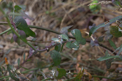Sonchus tenerrimus