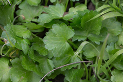 Ranunculus muricatus