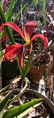 Sprekelia