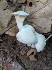 Cuphophyllus angustifolius