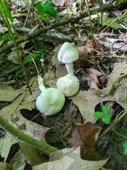 Cuphophyllus angustifolius