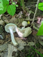 Cuphophyllus angustifolius